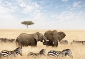 Екскурзия в КЕНИЯ - класическо сафари и почивка на Диани бийч