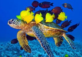 Великден в Шарм ел Шейх, Египет със самолет от Варна - 7 нощувки